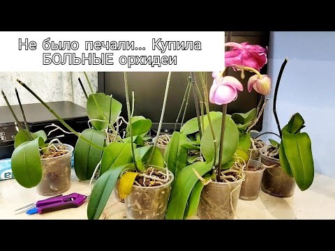 Не было печали...Купила 11 БОЛЬНЫХ  орхидей. У кого РЕАНИМАЦИЯ,у кого пересадка, кому просто полив.