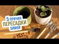 Правильная пересадка комнатных цветов. 4 СЕКРЕТА от Евгения Силягина