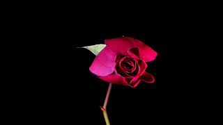 Aesthetic Flower Rose time lapse - from birth to death screenshot 3