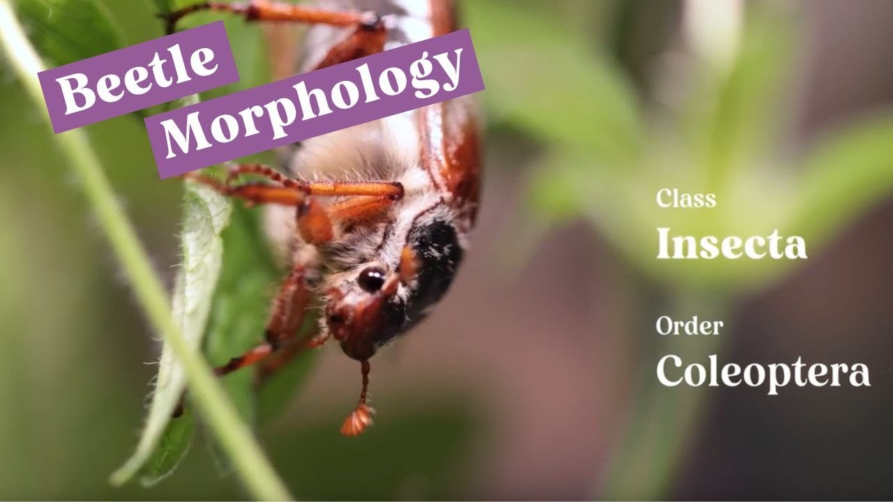 Beetle Morphology