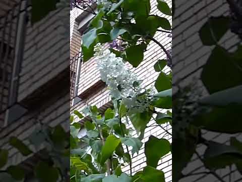 РУЧНАЯ ПЛАСТИКА ОТЗЫВЫ #ручнаяпластика #коррекцияфигуры #ручнаяпластикаотзывы #ручнаяпластикатела