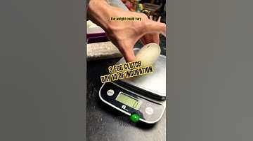 Day 14 of incubation! Looking good #molinarosnakelab #ballpython #shorts #royalpython #amazingsnake