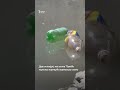 Ширкати чиниро барои коркарди партовҳо ба Тоҷикистон меоранд