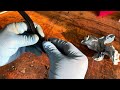 KTM super adventure R  TIG weld custom length clutch lever
