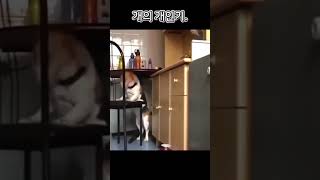 개의 개인기.