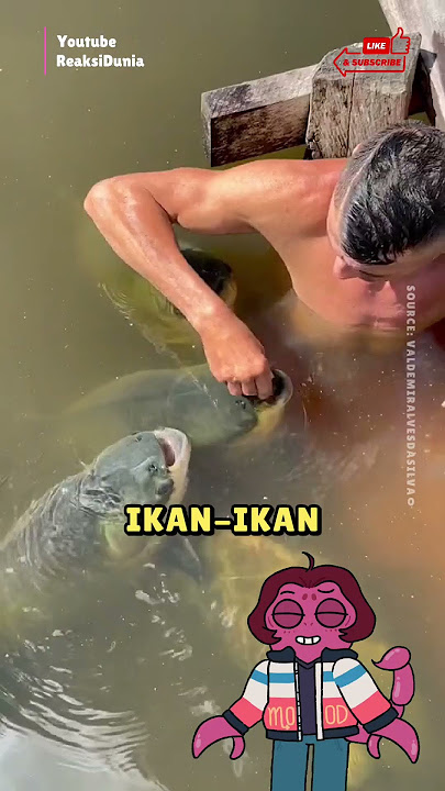 Semua ikan suka pada pria ini 🐟♥️ #shorts #shortvideo