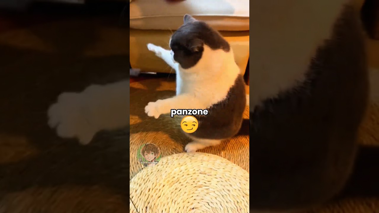 Gatto panzone 🐱 EP. 44