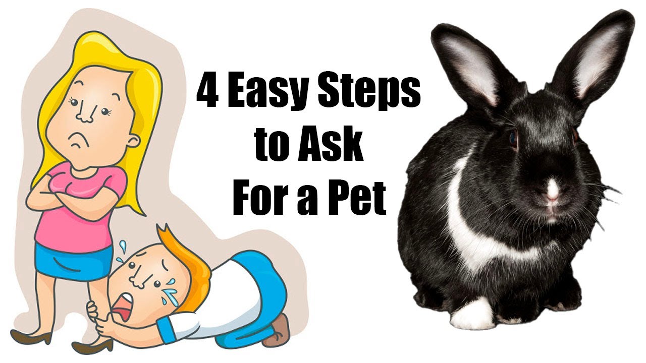 How To Convince Your Parents To Get A Bunny