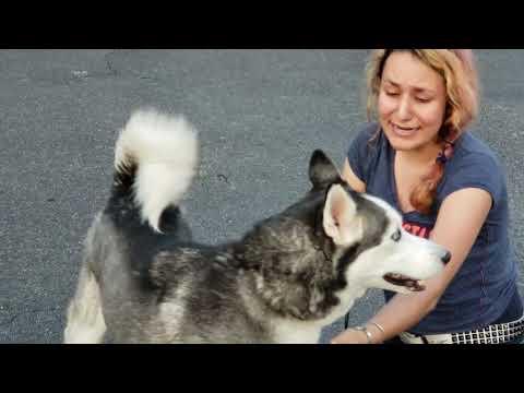 Girl who beat cancer reunited with stolen dog almost 3 years later.