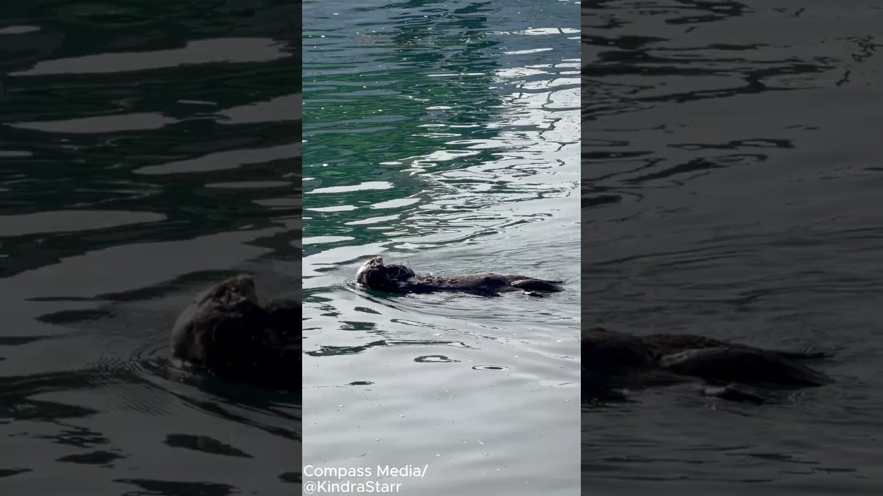 Otter Gives Birth While Floating on Water