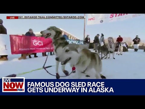 Video: Pet Scoop: pes čudovito preživi 53 dni v puščavi, na Idriji se začne štirideseti Iditarod