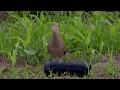 Коростель. Crex crex. Corncrake.