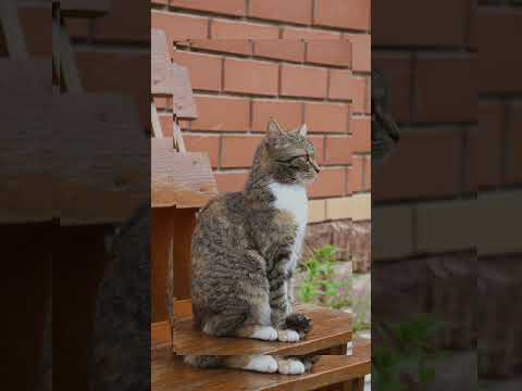 Video: 4 manieren waarop je je kat irriteert