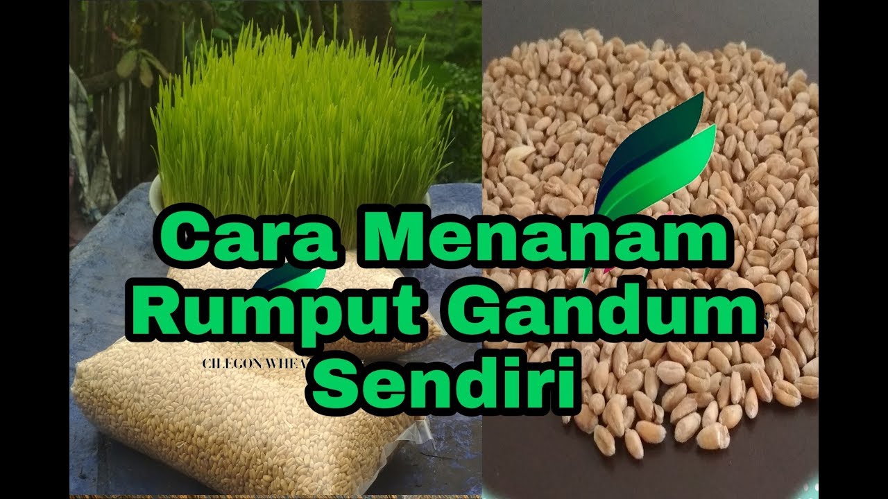 Cara Menanam Rumput Gandum Wheatgrass 10 Hari Bisa Tumbuh YouTube