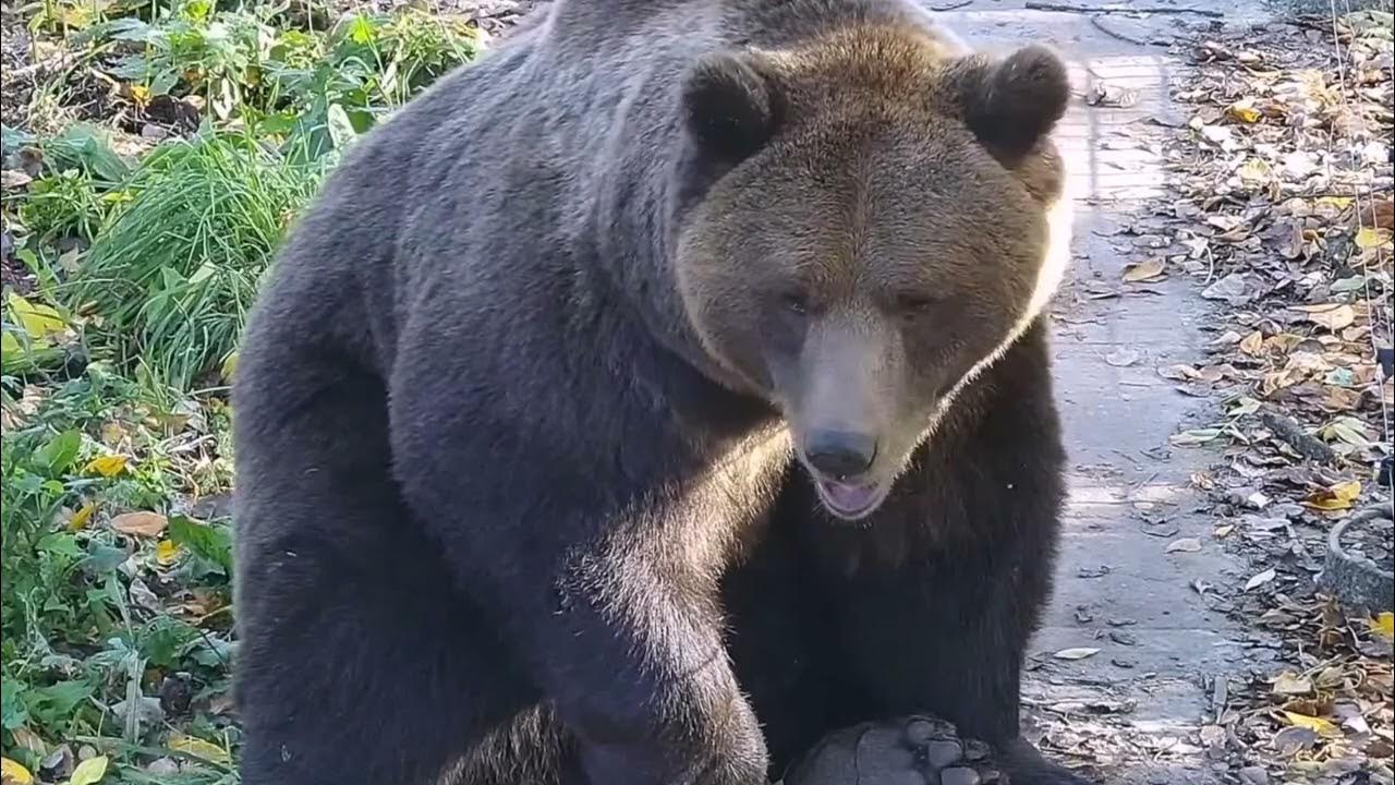 Медведь понравилось. В какой игре можно любить медведя.
