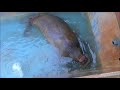 【セイウチ】排水口の蓋をするセイウチ(伊勢シーパラダイス/水族館)