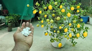 ₹2 की इस चीज से आ गए इतने सारे नींबू / How to get more fruit on lemon plant in pot