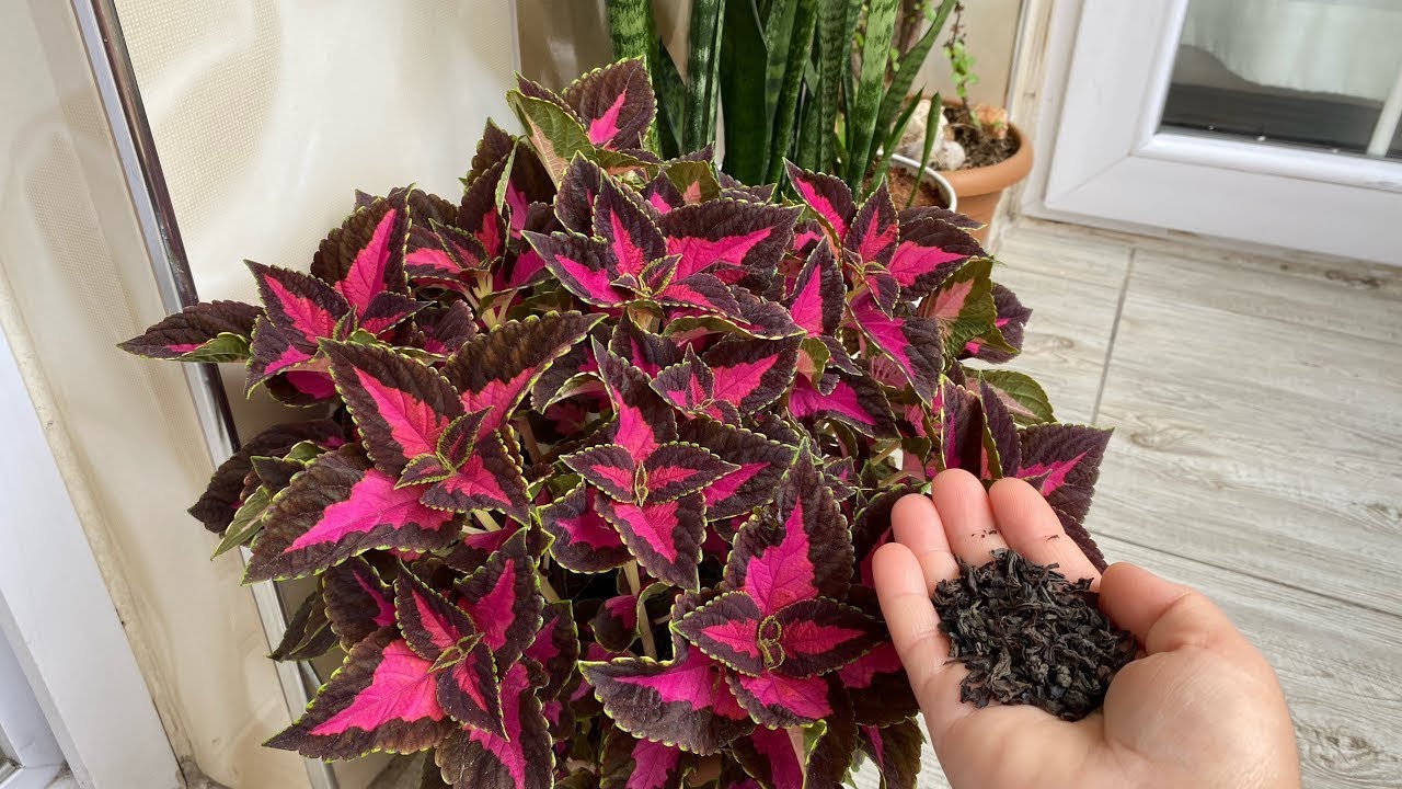 Yaprağı Güzellin Köklerine 1️⃣ Avuç Serpiştirdim Çiçeğim Çıldırdı ✅Çiçek Bakımı