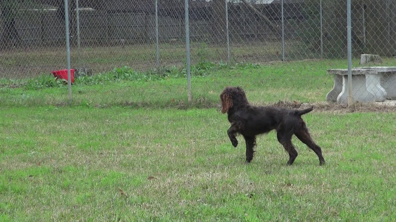 Jed pointing JCM's Dog Training YouTube