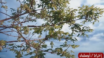 أذكار الصباح بصوت عبدالله الأسمري 🕊Morning Remembrances in the voice of Abdullah Al-Asmari