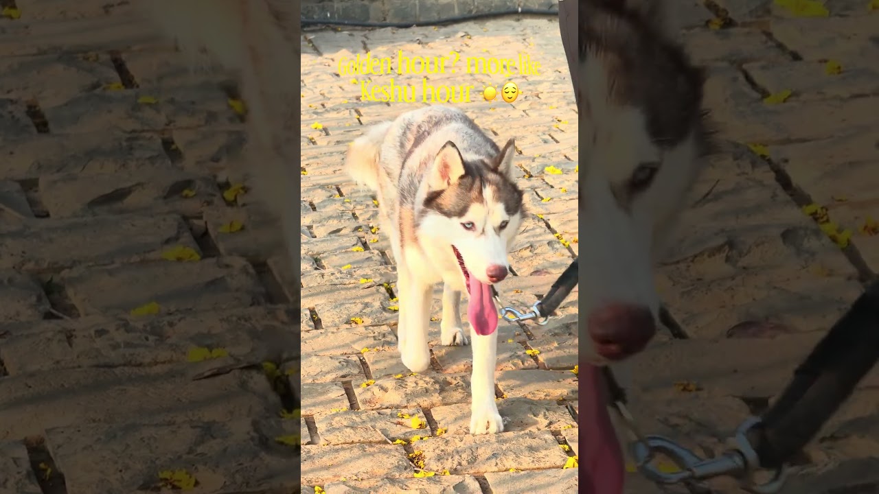 🧿🫶🏻❤️#ytshorts #viral #dog #husky