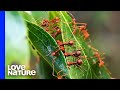 Weaver Ant Colony Sews Leaves Together For Its Nest