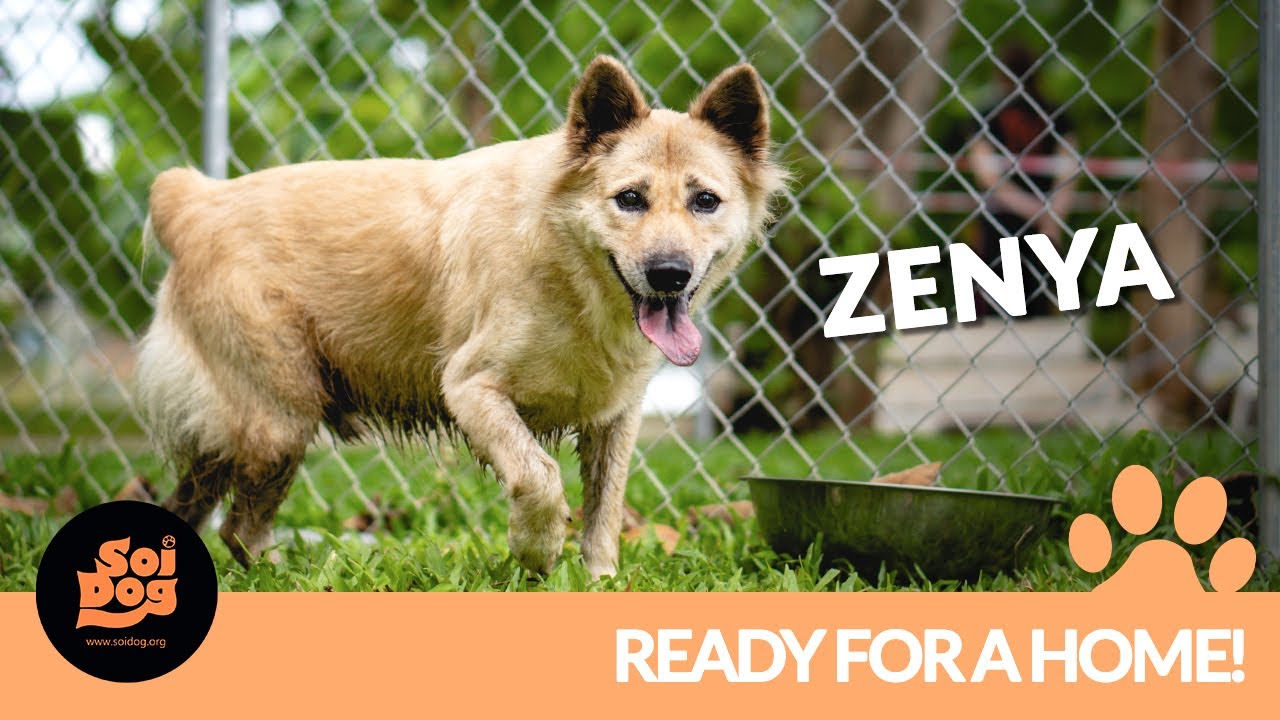 He was thrown out of a moving vehicle. Attacked by a pack of dogs. This is Zenya today.