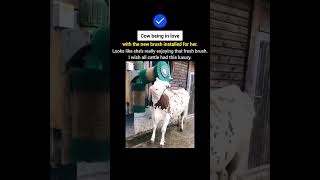 Cow being in love with brush