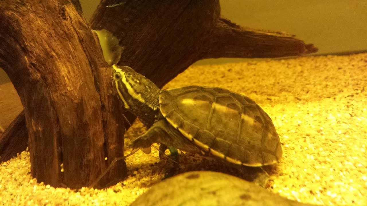 LA KINOSTERNON BAURII