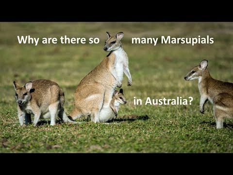 वीडियो: ऑस्ट्रेलिया में कई मार्सुपियल्स क्यों हैं