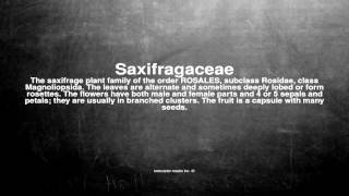 Medical Vocabulary What Does Saxifragaceae Mean