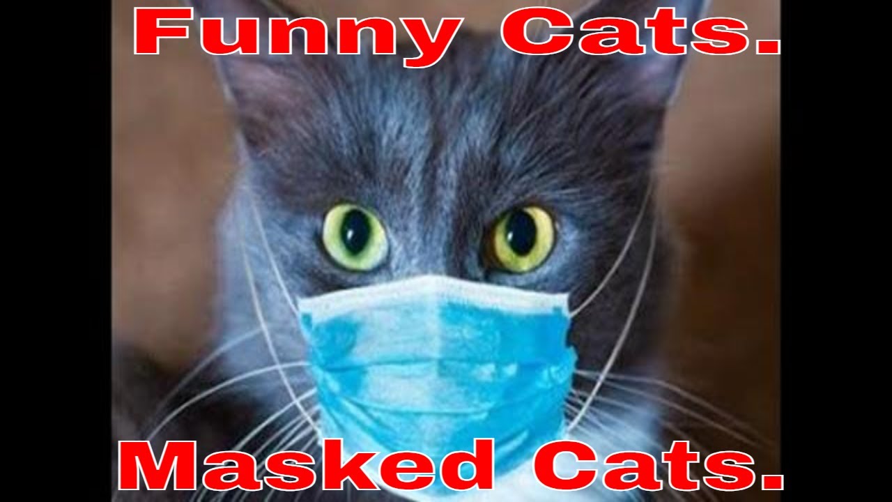 And Rire S A Cat Explore Tumblr Posts And Blogs Tumgir