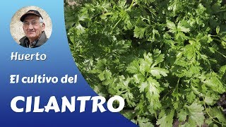 ?? ????????: EL CULTIVO COMPLETO DEL CILANTRO EN EL HUERTO FAMILIAR