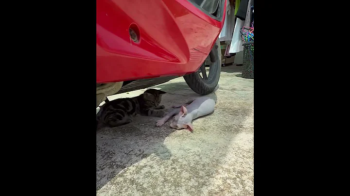 Video 6809871: cat tiger sphynx kitten, baby cat tiger sphynx, sphynx kittens playing