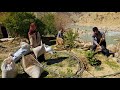 Nomadic life: 🏞cleaning and tending the rural family garden and fertilizing the trees🌱🌳