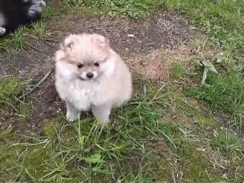 Pomeranian Baby Lovely Heartbreaker Funny creme Diva - YouTube Newborn Pomeranian