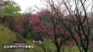 台北陽明山中山樓的櫻花