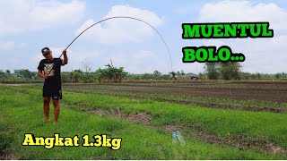 Review Tegek Import Koga.