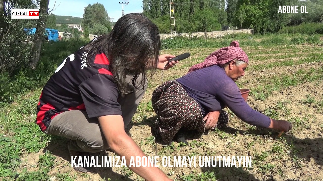 HALA NORÜYON GELBAYIM