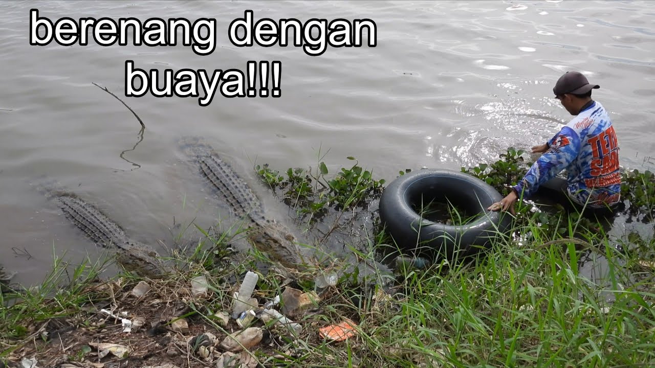 Berenang bersama buaya dan kami mencari kerang 