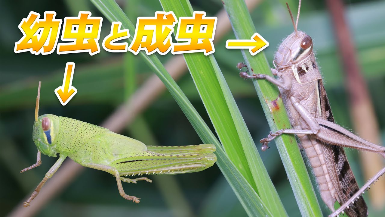 子供と大人の雰囲気が違い過ぎるバッタ【ツチイナゴ】 - YouTube