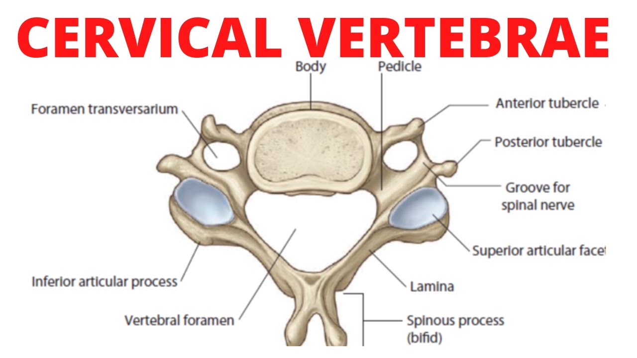 cervical vertebrae labeled axis