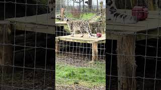 #snowleopards at #northumberland #zoo