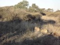 lioness and 2 cubs