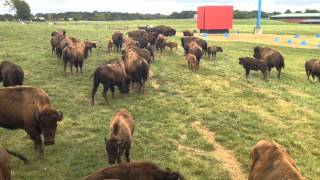 Did You Know: Why Ann Arbor Has A Bison Herd?