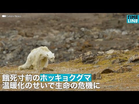 [NEWS] 餓死寸前のホッキョクグマ　温暖化のせいで生命の危機に