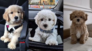 Adorable Dogs that'll Make You Adopt One🥰😍