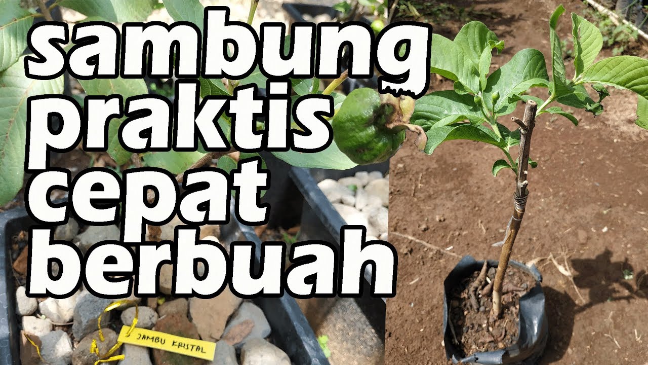 CARA PRAKTIS SAMBUNG PUCUK JAMBU KRISTAL AGAR CEPAT BERBUAH