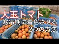 トマト自根連作26年の農家の寒冷期に着色させる2つの方法。植物ホルモン「エスレル10」の使用方法と注意点。