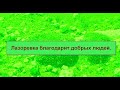 Синичкин доктор. Благодарность лазоревки.